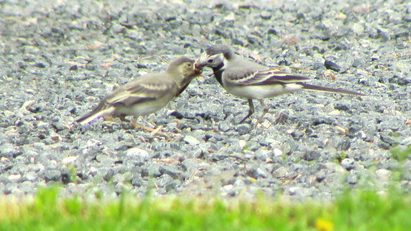 Valokuvaaja: Heidi Mikkola