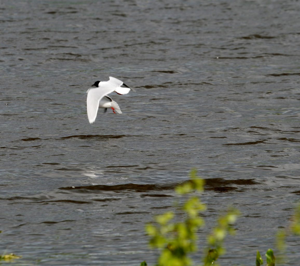Valokuvaaja: Pirkko Siukonen