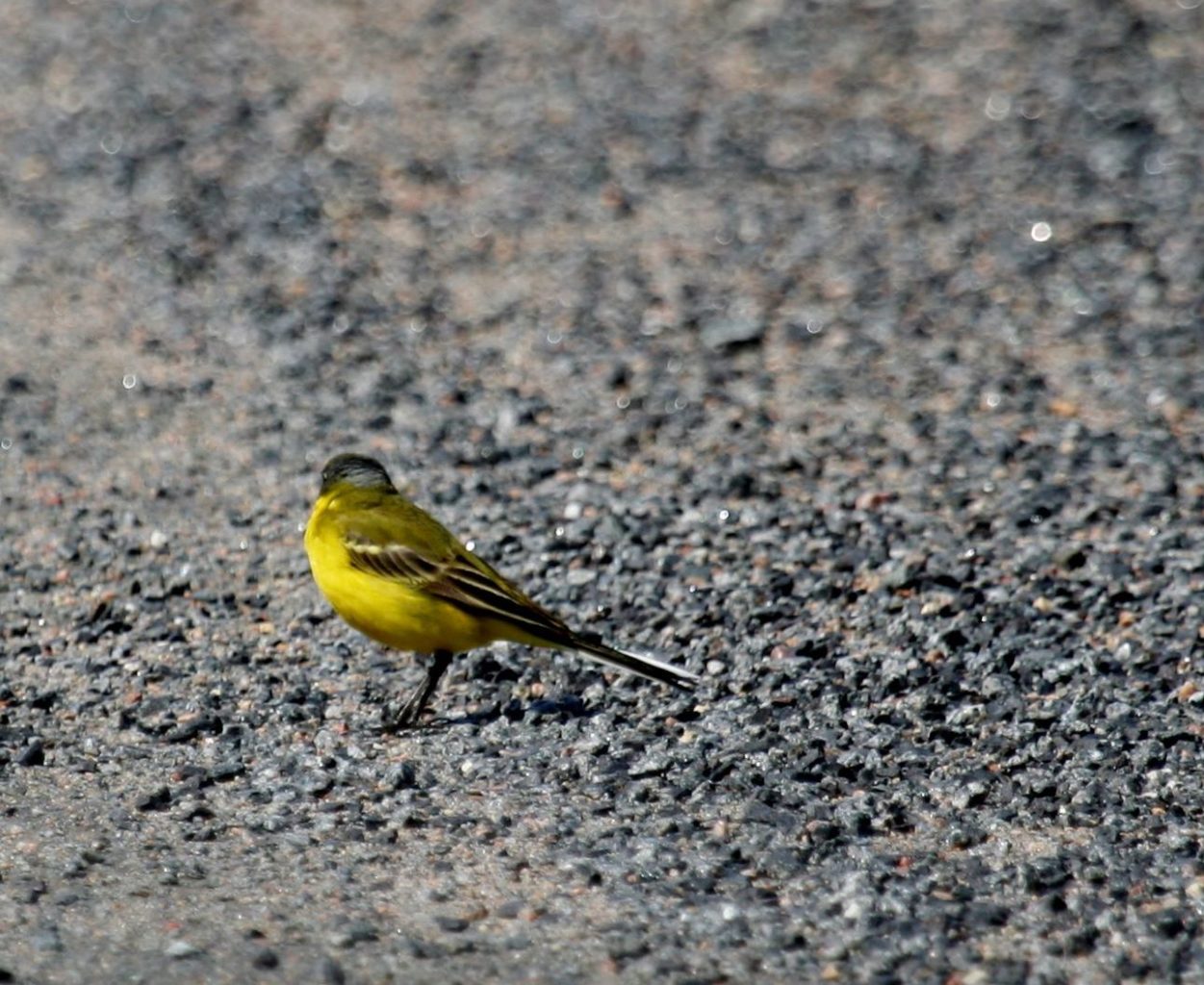 Valokuvaaja: Pirkko Siukonen