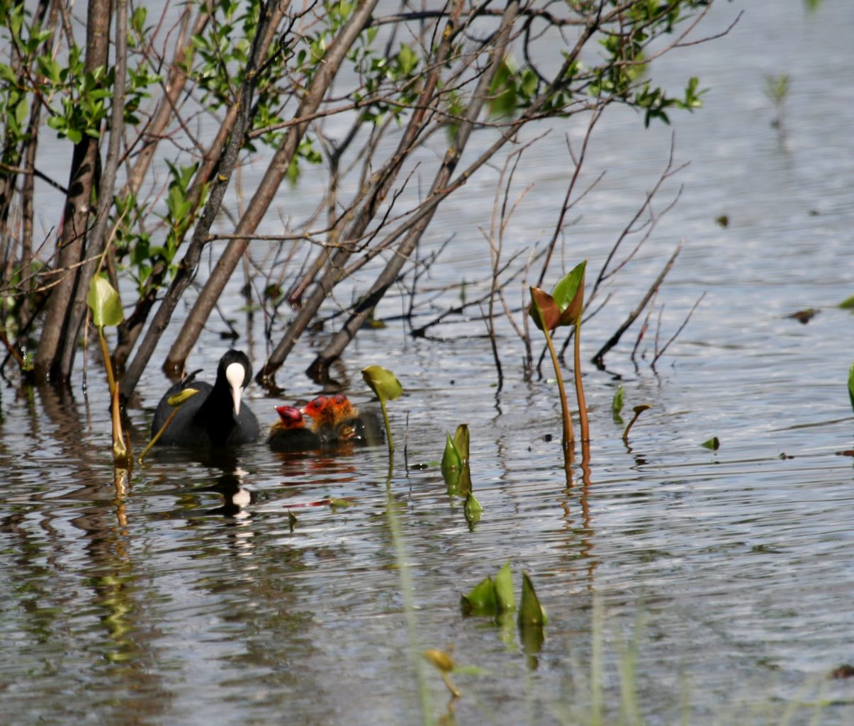 Valokuvaaja: Pirkko Siukonen