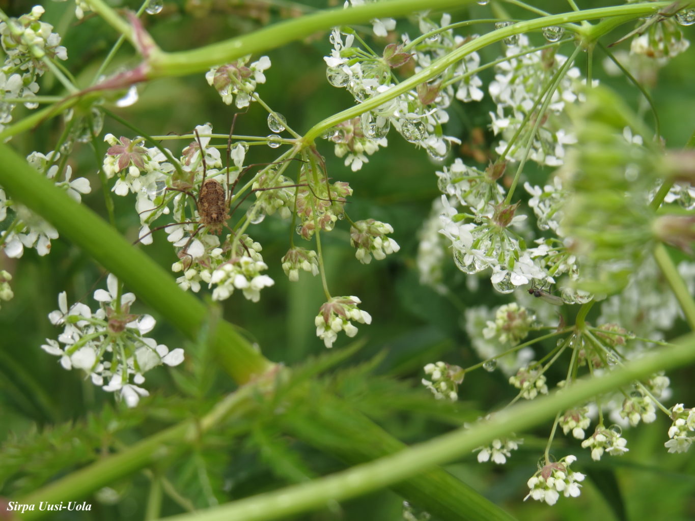Valokuvaaja: Sirpa Uusi-Uola
