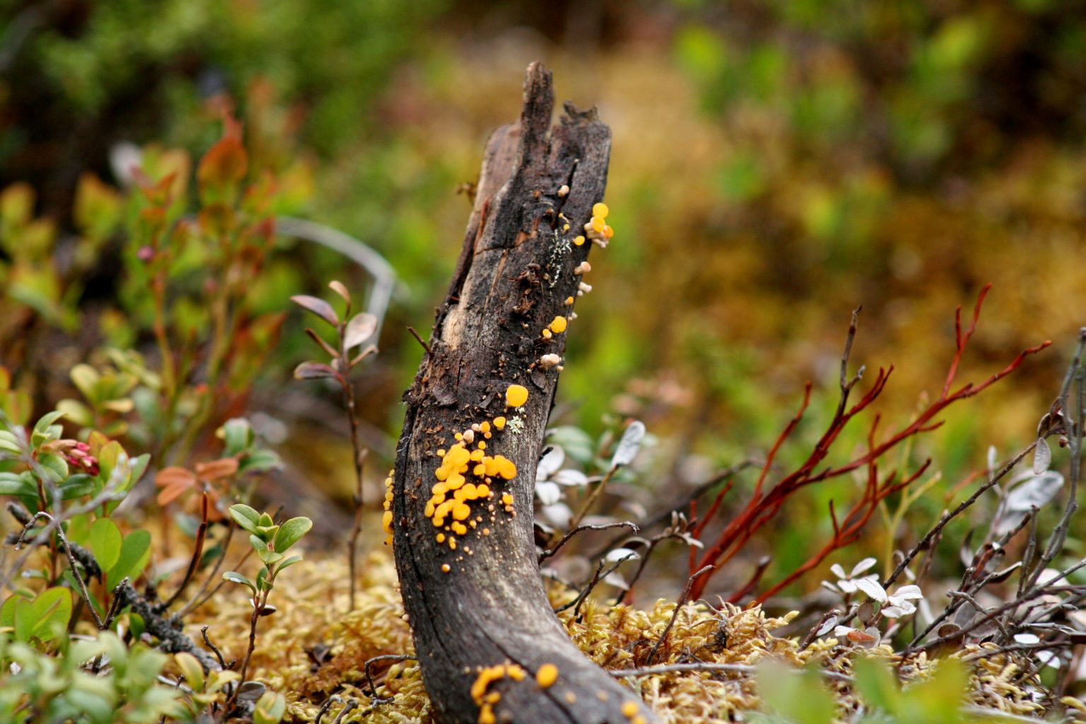 Valokuvaaja: Pirkko Siukonen Valokuvaaja: Pirkko Siukonen