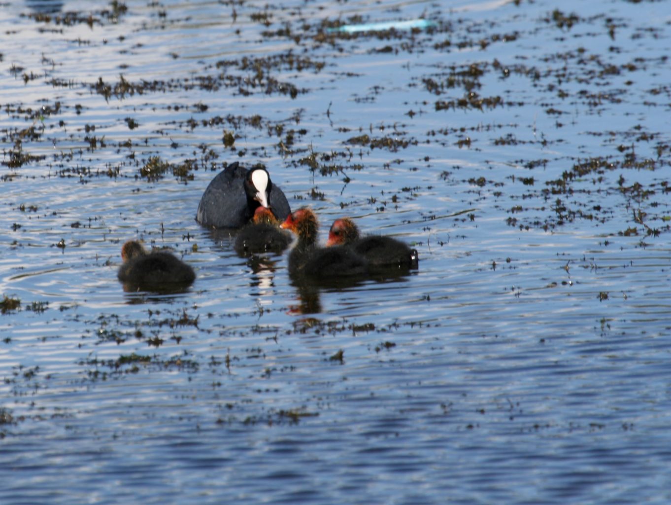 Valokuvaaja: Pirkko Siukonen