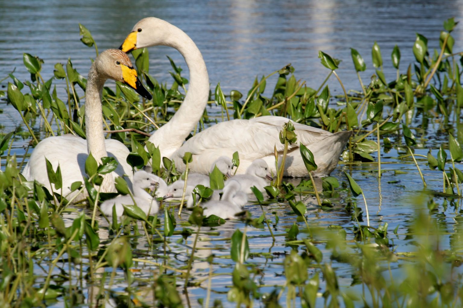 Valokuvaaja: Pirkko Siukonen