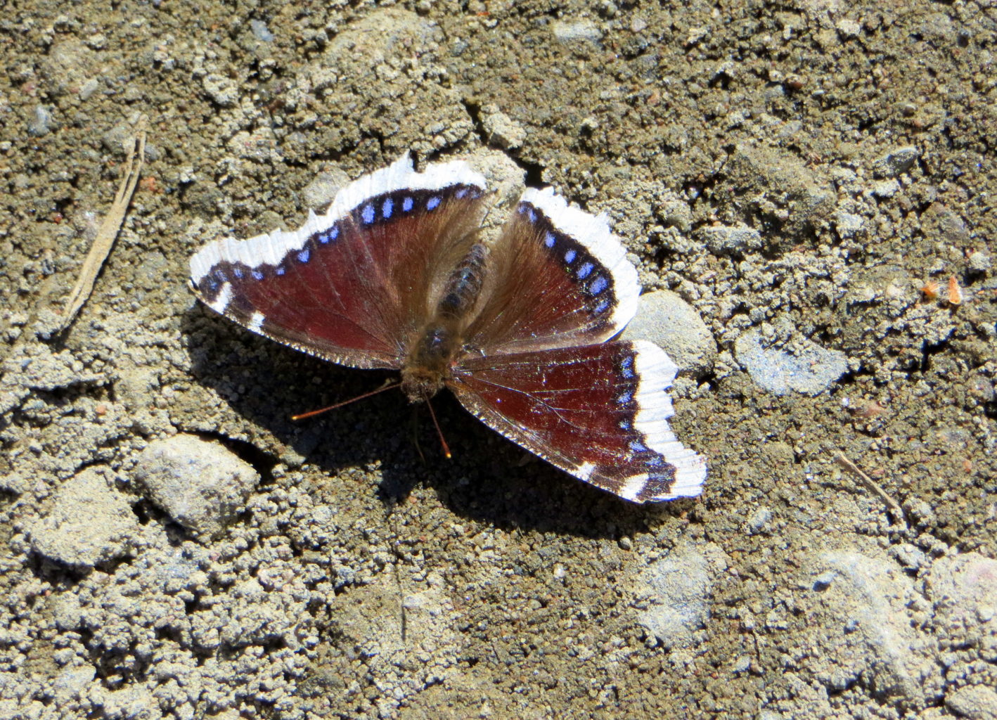 Valokuvaaja: Sirkka Ruotoistenmäki