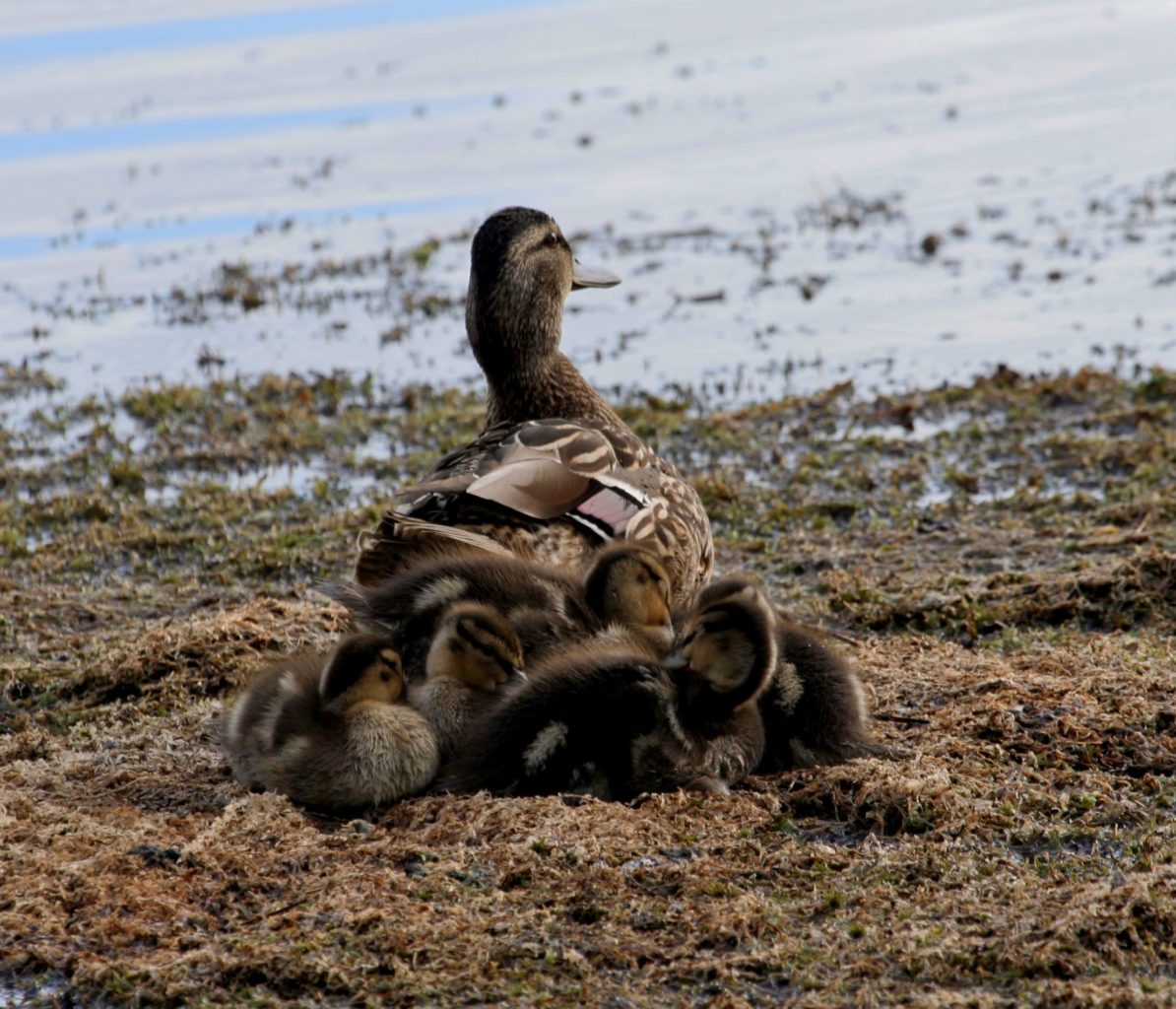 Valokuvaaja: Pirkko Siukonen