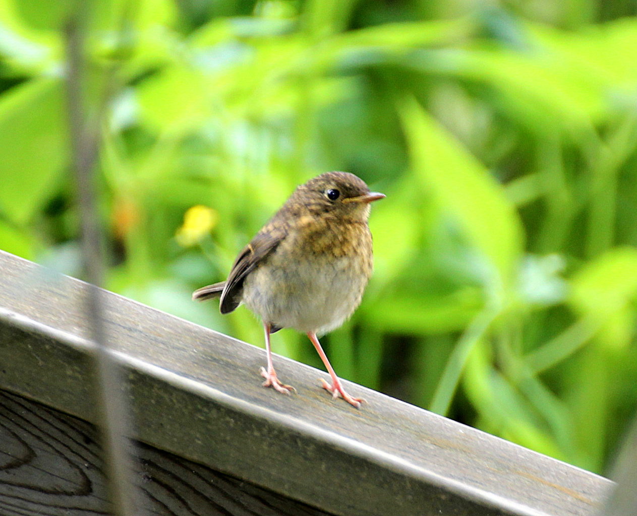 Valokuvaaja: irja Lehtinen Valokuvaaja: irja Lehtinen