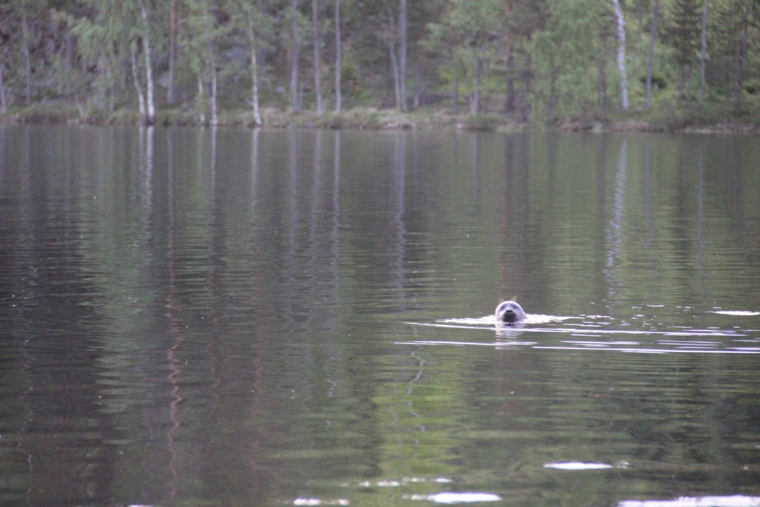 Valokuvaaja: Tuija Kiljunen Valokuvaaja: Tuija Kiljunen