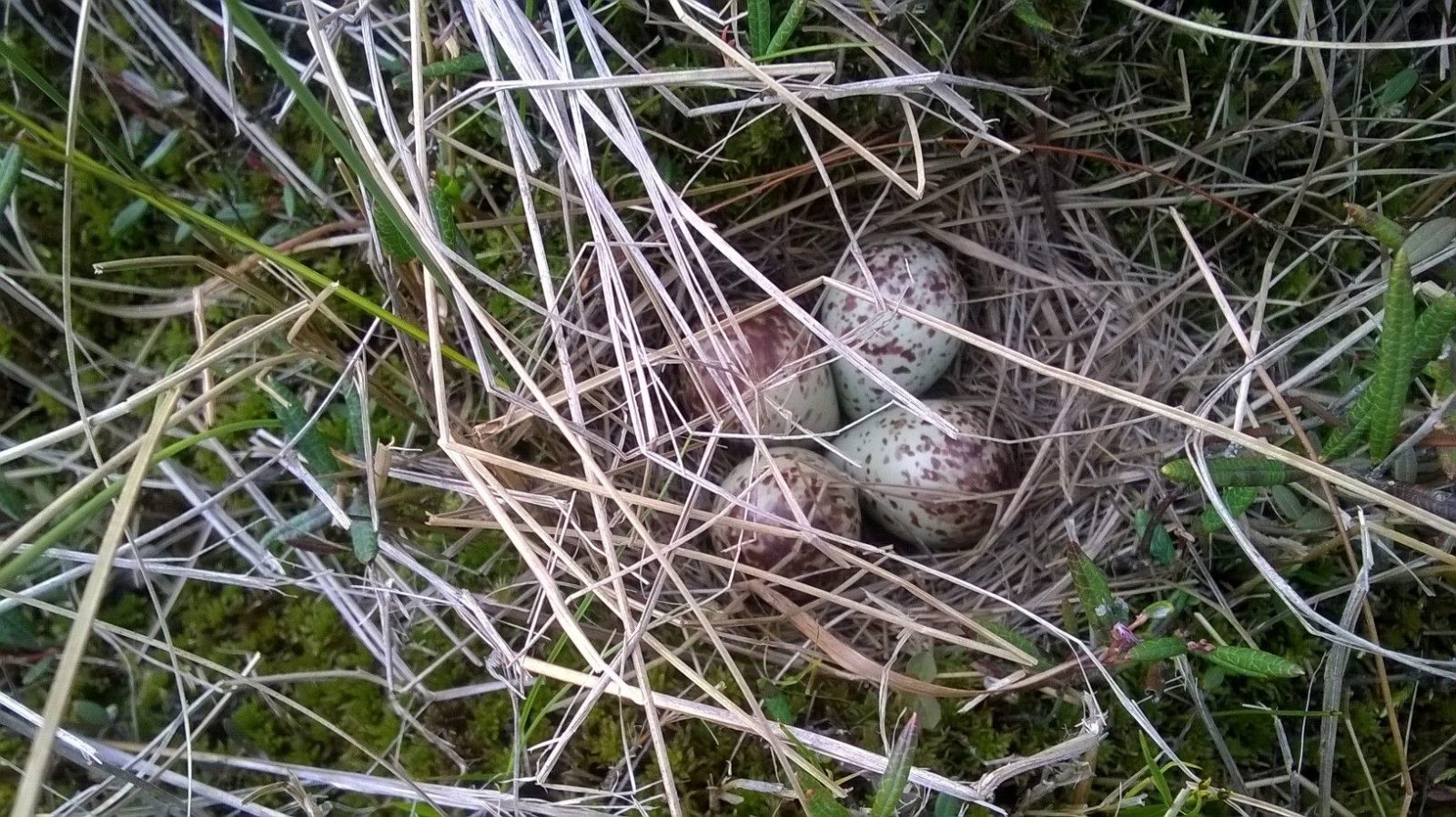 Valokuvaaja: Mari Vesterinen