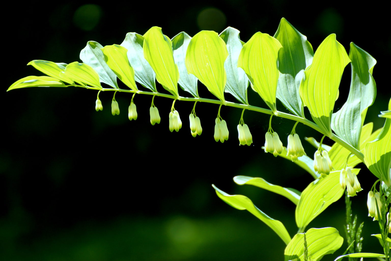 Valokuvaaja: Irja Lehtinen Valokuvaaja: Irja Lehtinen