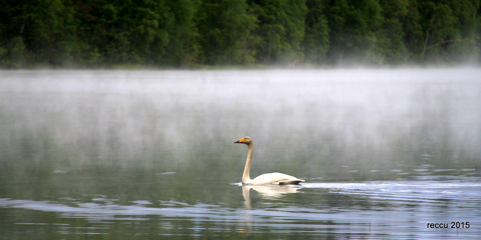 Valokuvaaja: reijo lehtonen