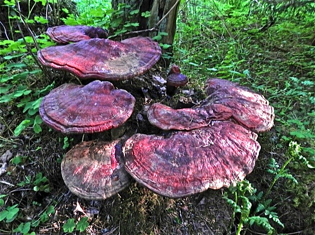 Valokuvaaja: Markku Ranta-Eilola  (mre)