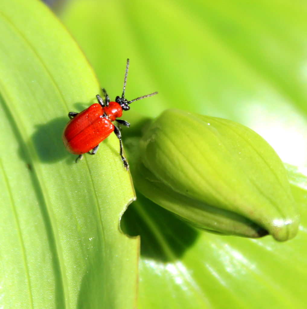 Valokuvaaja: Irja Lehtinen