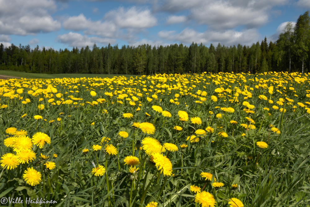 Valokuvaaja: Ville Heikkinen Valokuvaaja: Ville Heikkinen