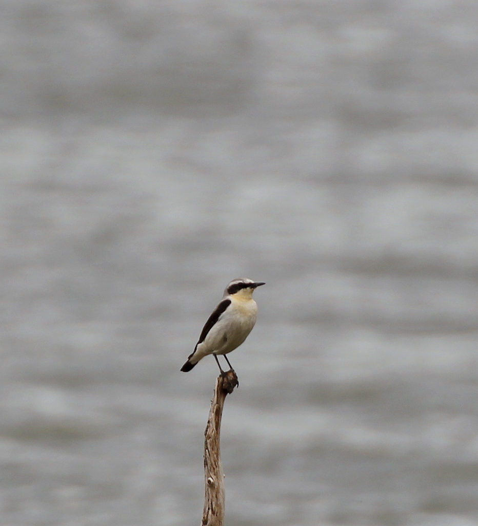 Valokuvaaja: Liisa Ikonen