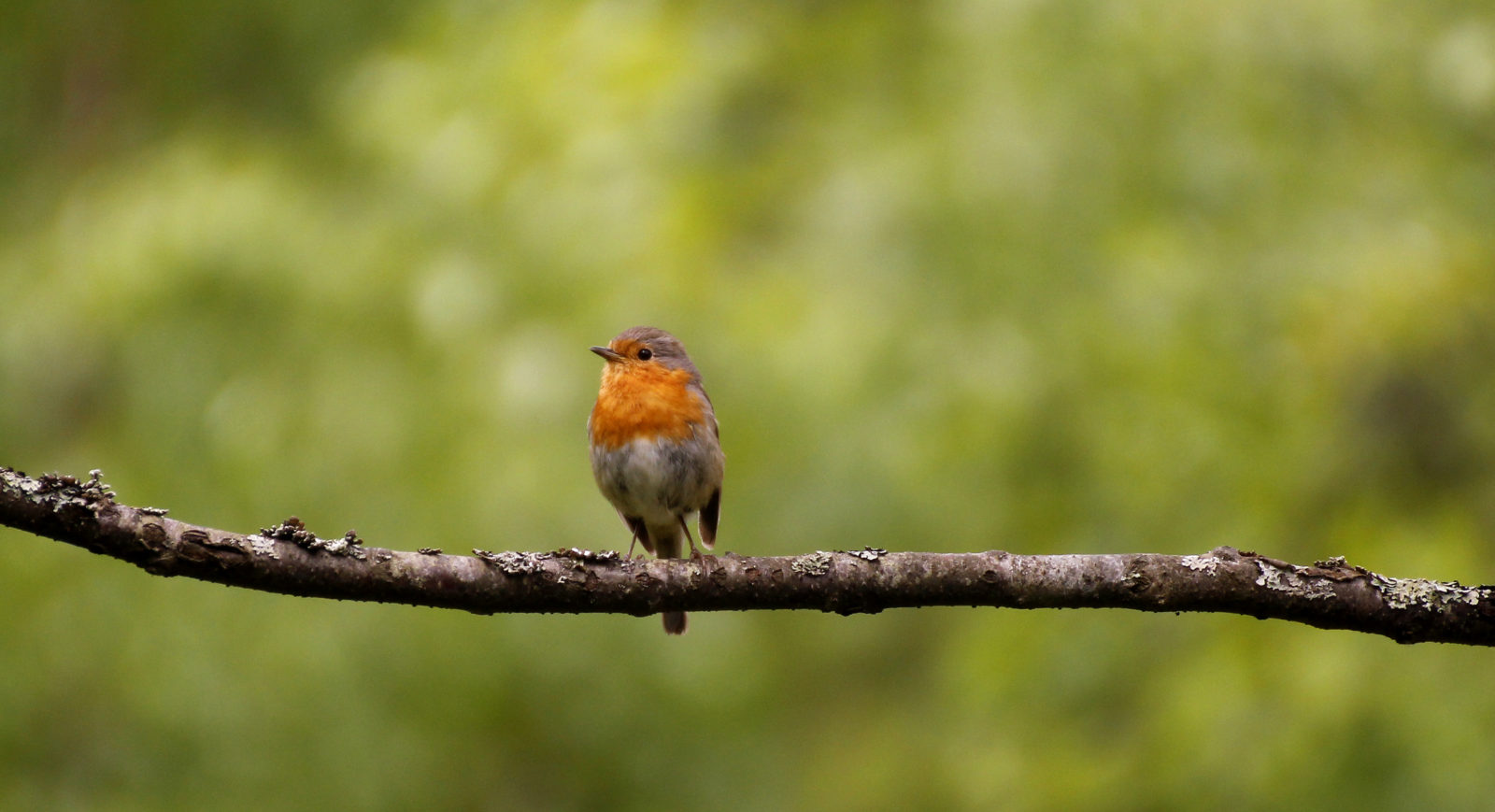 Valokuvaaja: Liisa Ikonen