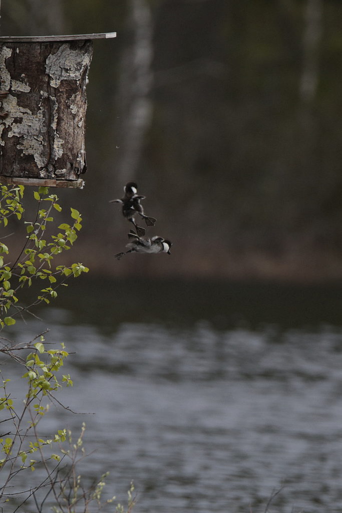 Valokuvaaja: Jukka Tuovinen