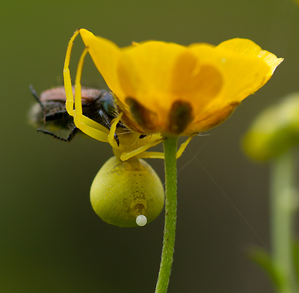 Valokuvaaja: Anna-Liisa Pirhonen