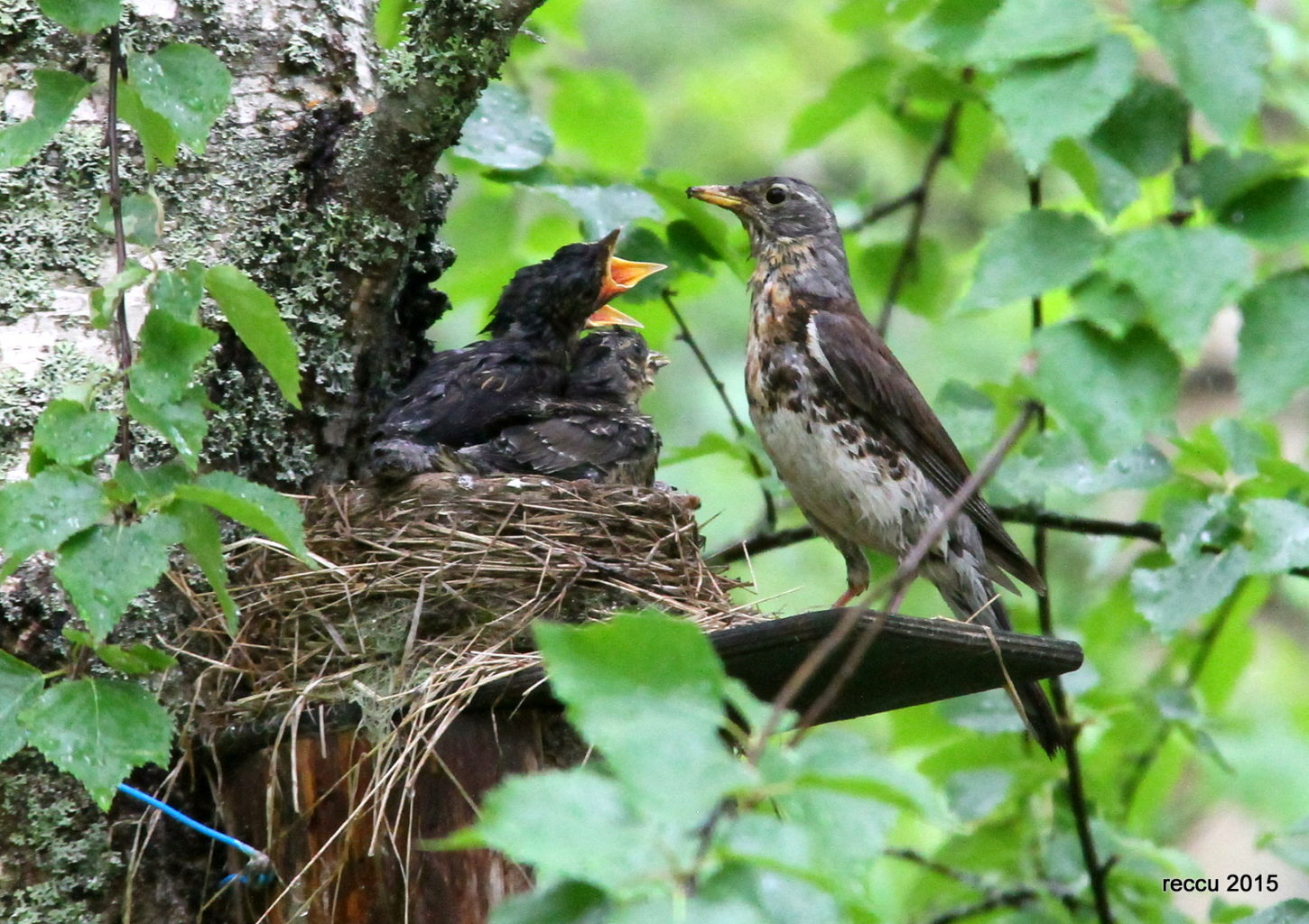 Valokuvaaja: reijo lehtonen