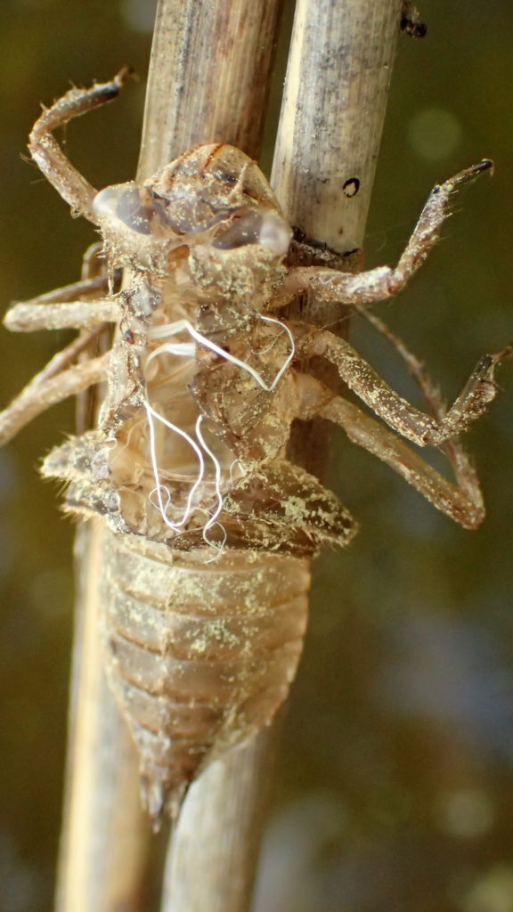 Valokuvaaja: Satu Vaarula