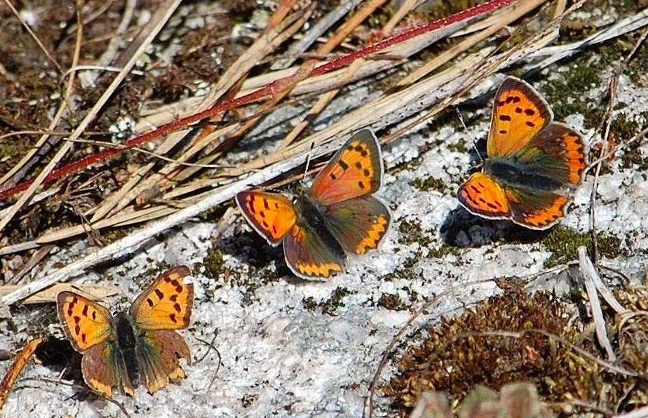 Valokuvaaja: Antti Kaskinen