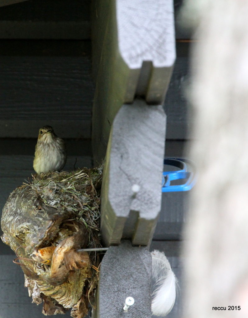 Valokuvaaja: reijo lehtonen