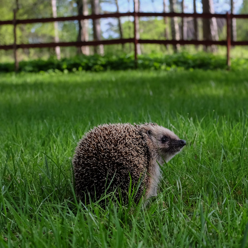 Valokuvaaja: Heikki Rantala