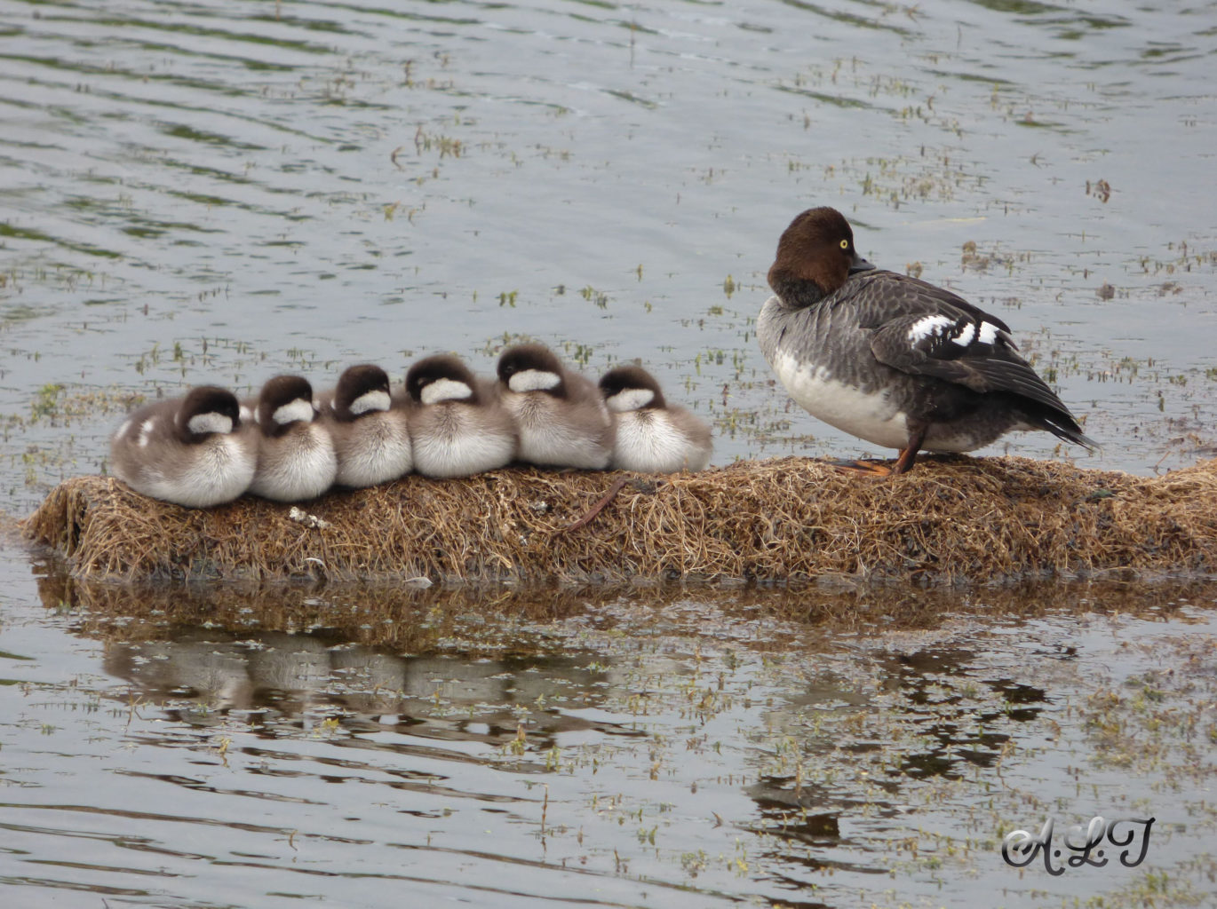 Valokuvaaja: Asko Lohiniva