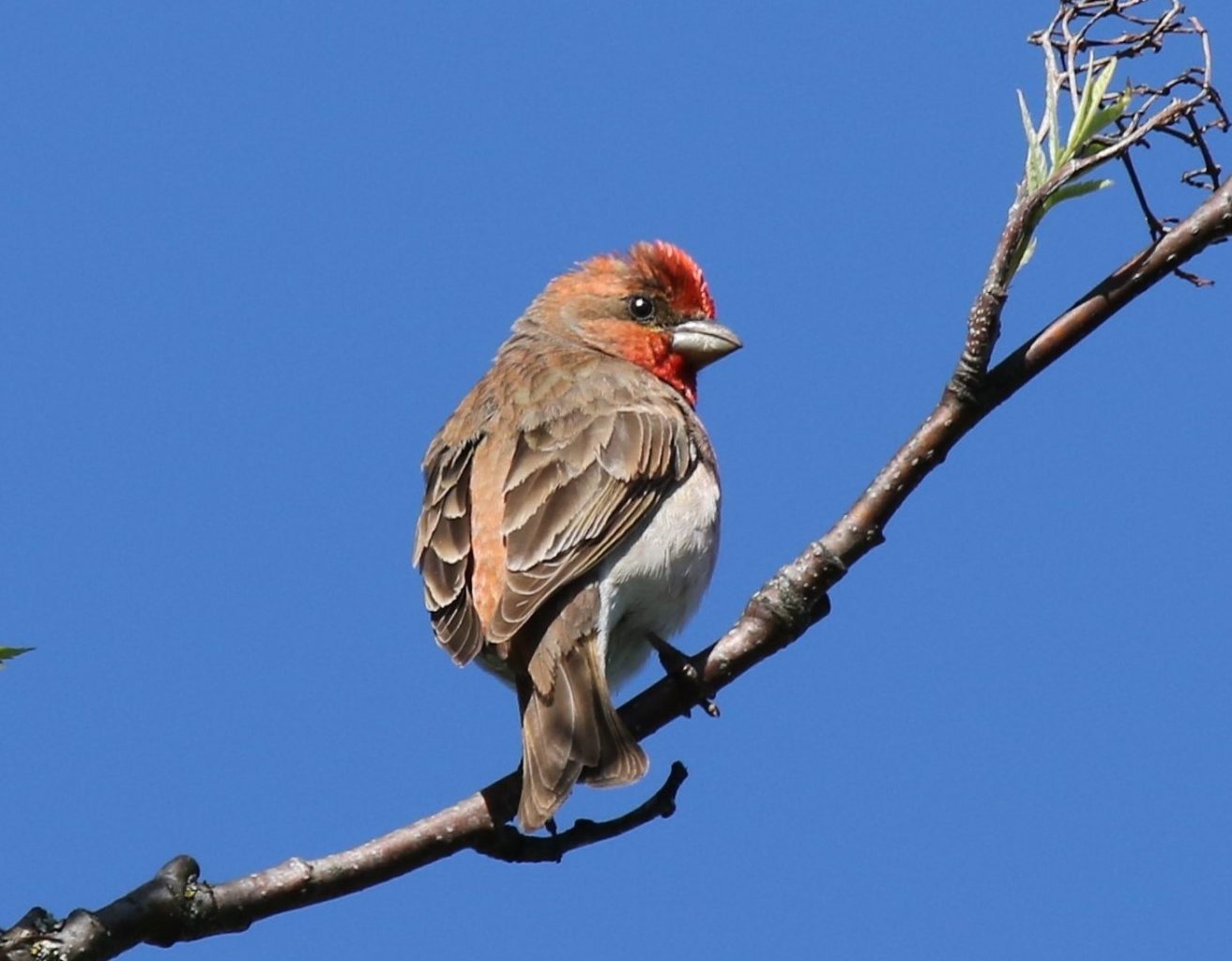 Valokuvaaja: Kauko Simonen