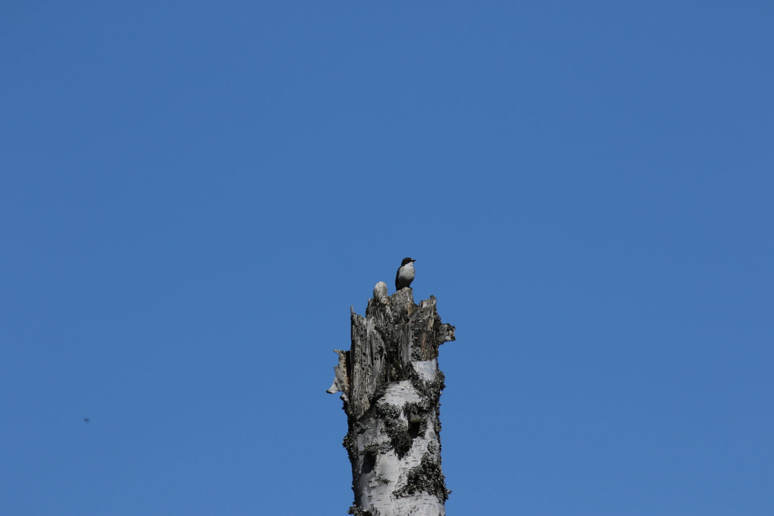 Valokuvaaja: Kauko Simonen