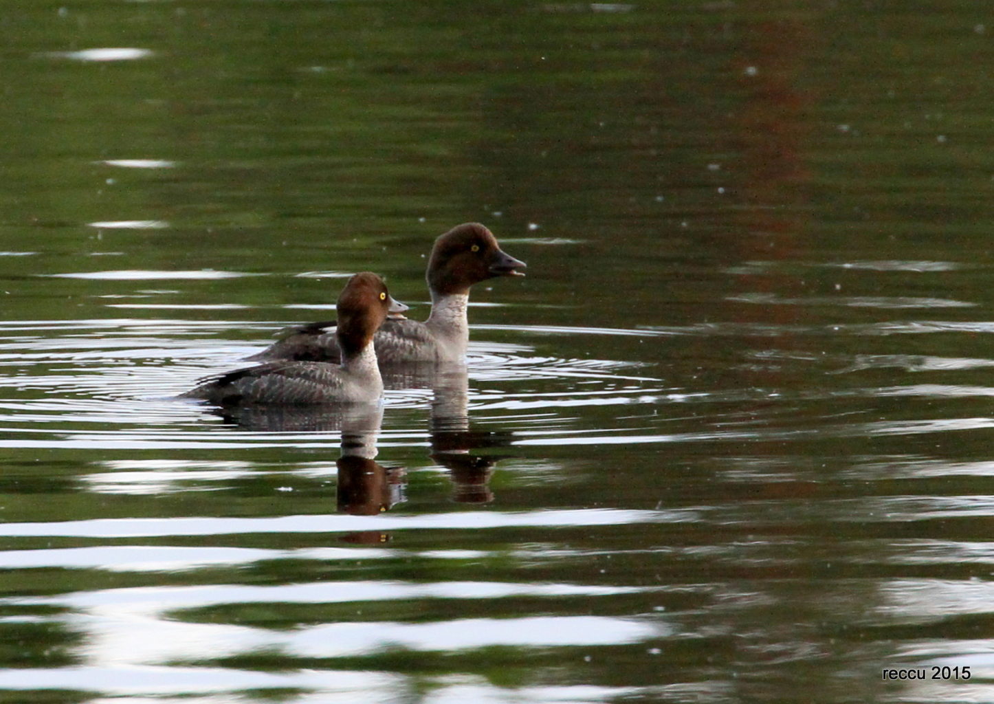 Valokuvaaja: reijo lehtonen