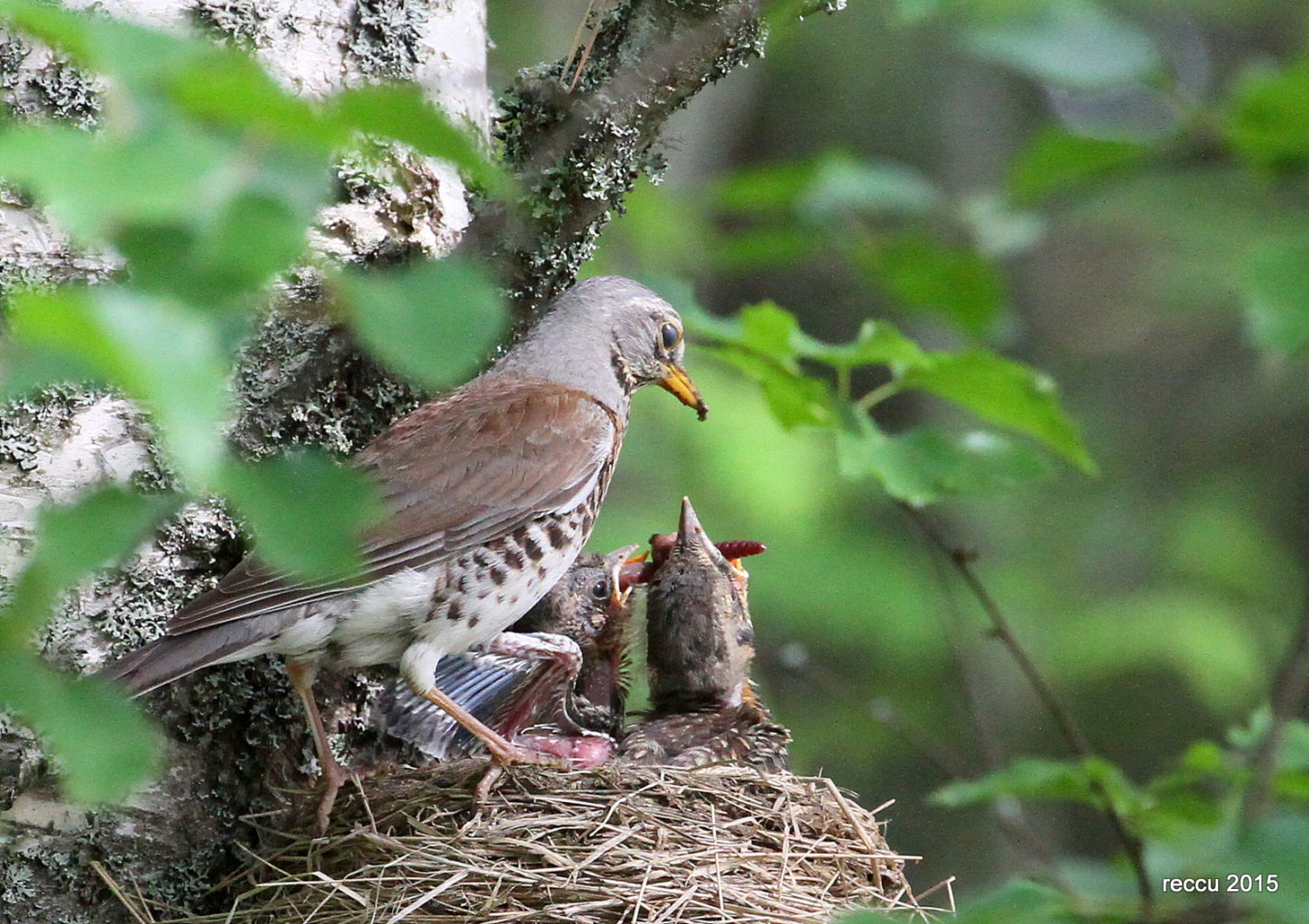 Valokuvaaja: reijo lehtonen