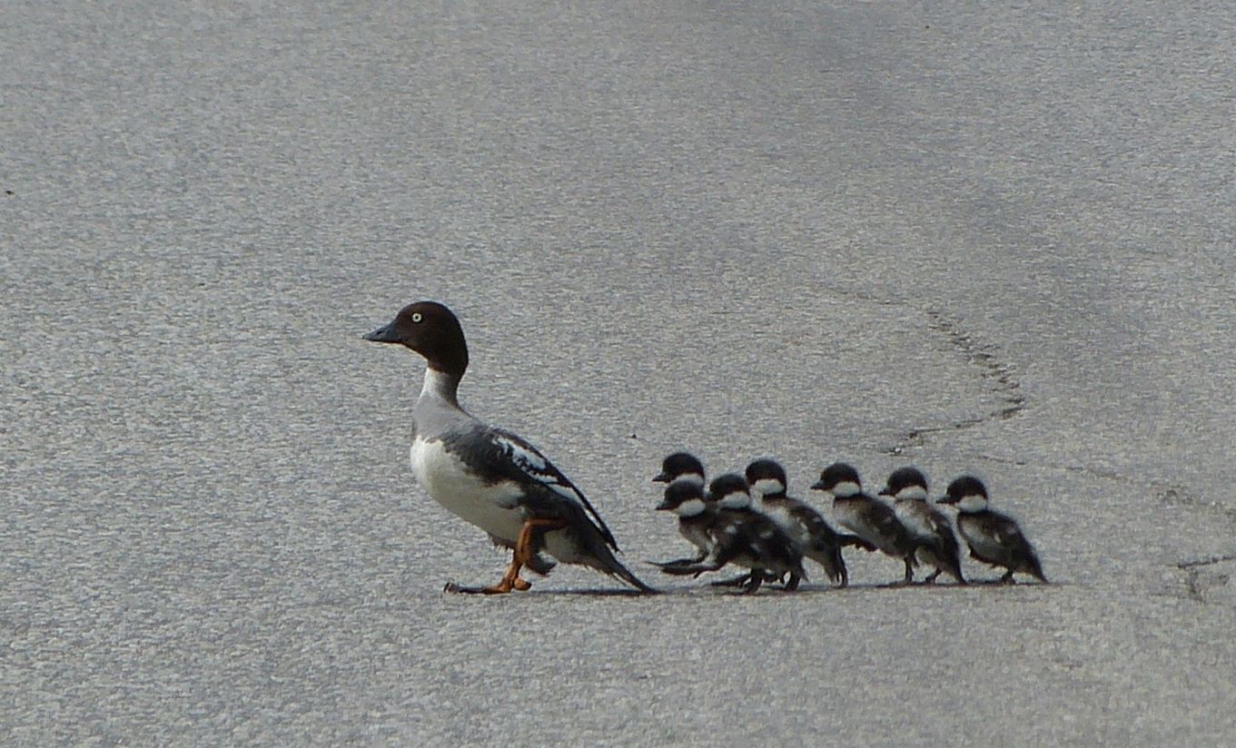 Valokuvaaja: Mari Vesterinen
