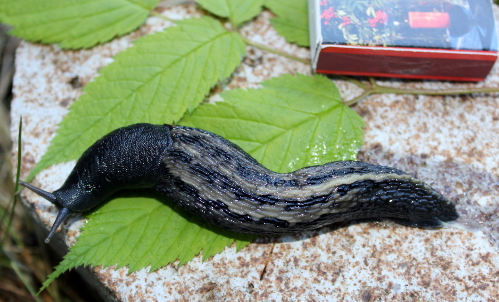 Valokuvaaja: Irja Lehtinen