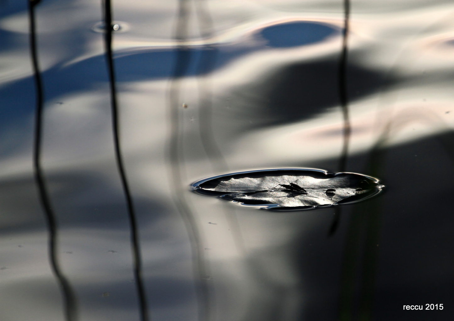 Valokuvaaja: reijo lehtonen