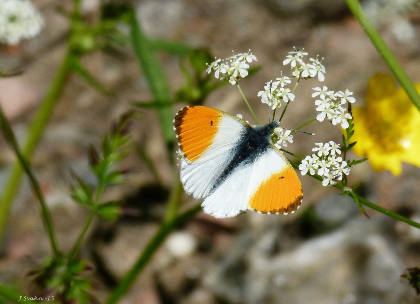 Valokuvaaja: Jaana Svahn