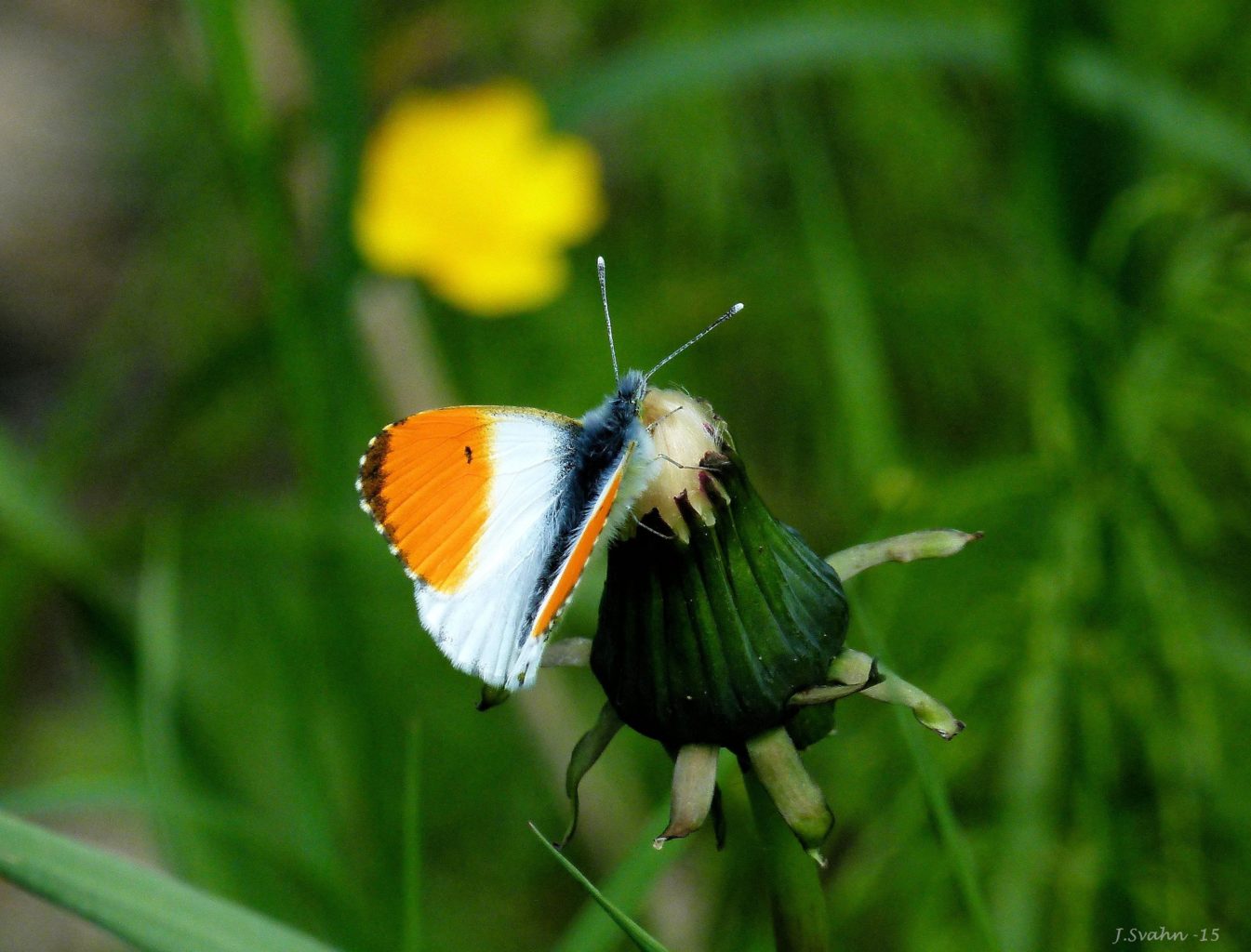 Valokuvaaja: Jaana Svahn
