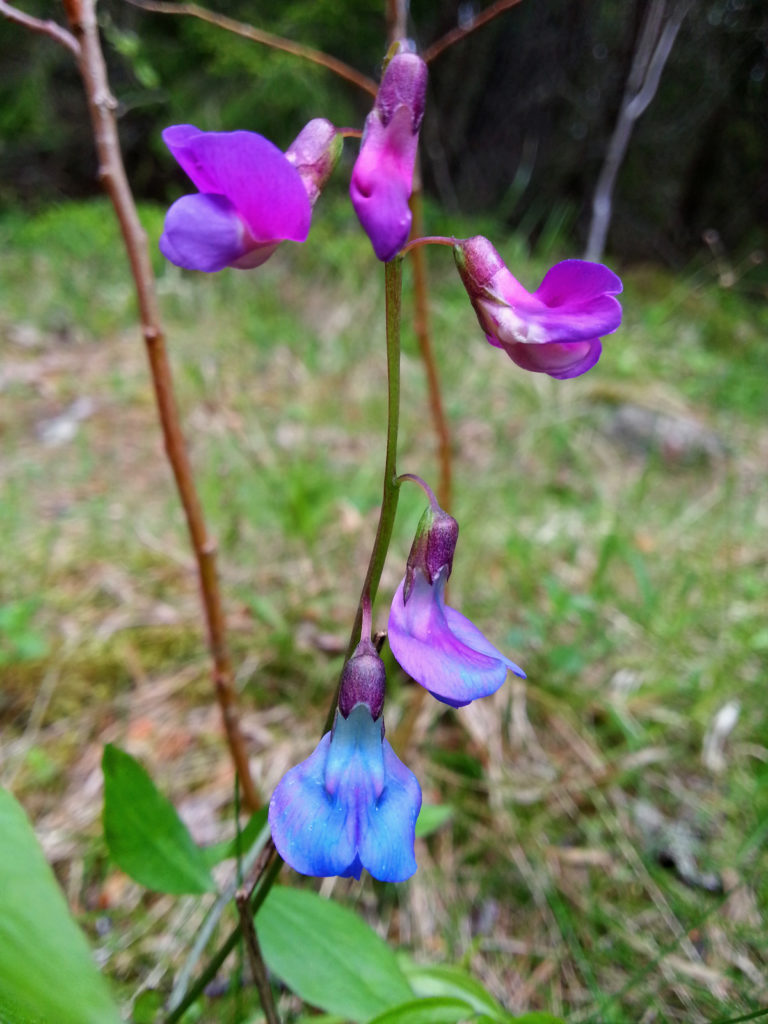 Valokuvaaja: Jaakko Nikkilä
