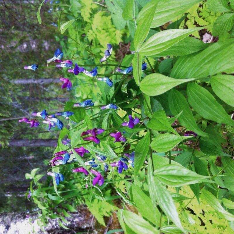 Valokuvaaja: Kaisa Anttila Valokuvaaja: Kaisa Anttila