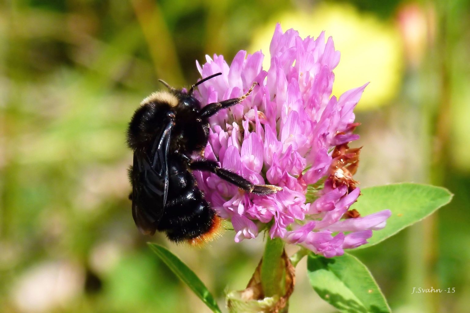 Valokuvaaja: Jaana Svahn