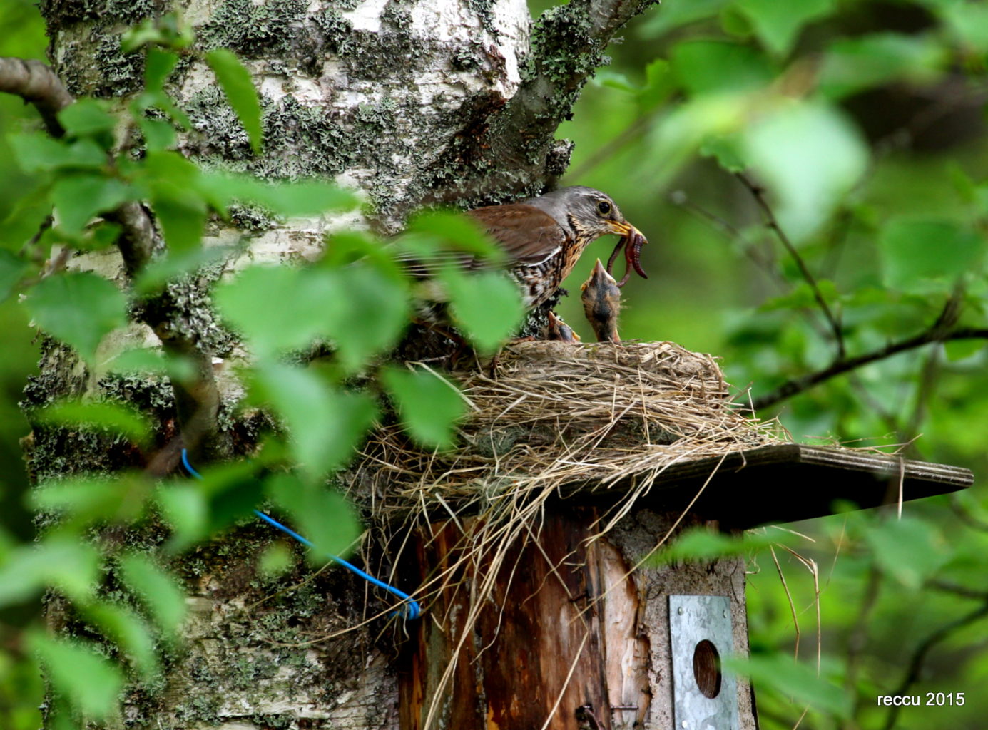 Valokuvaaja: reijo lehtonen