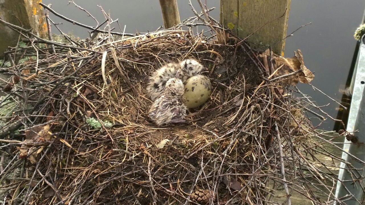 Valokuvaaja: Jaana Elmgren-Salmi