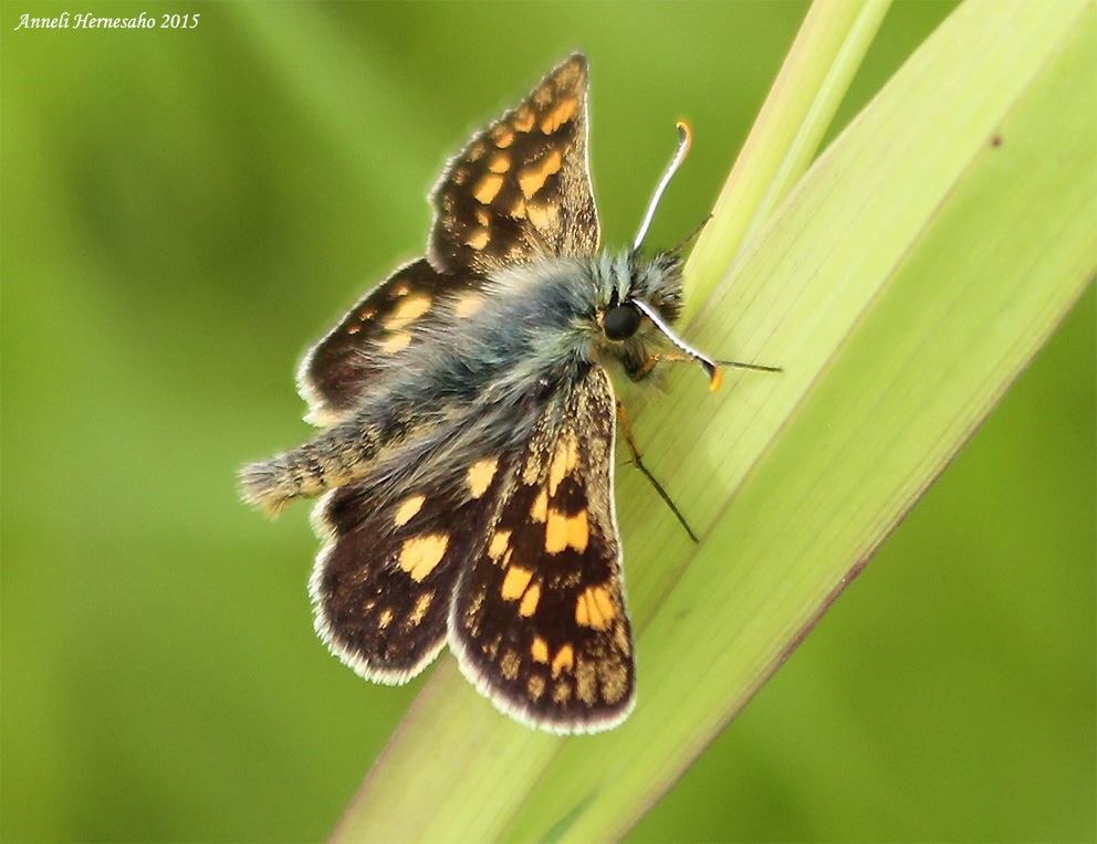 Valokuvaaja: Anneli Hernesaho Valokuvaaja: Anneli Hernesaho