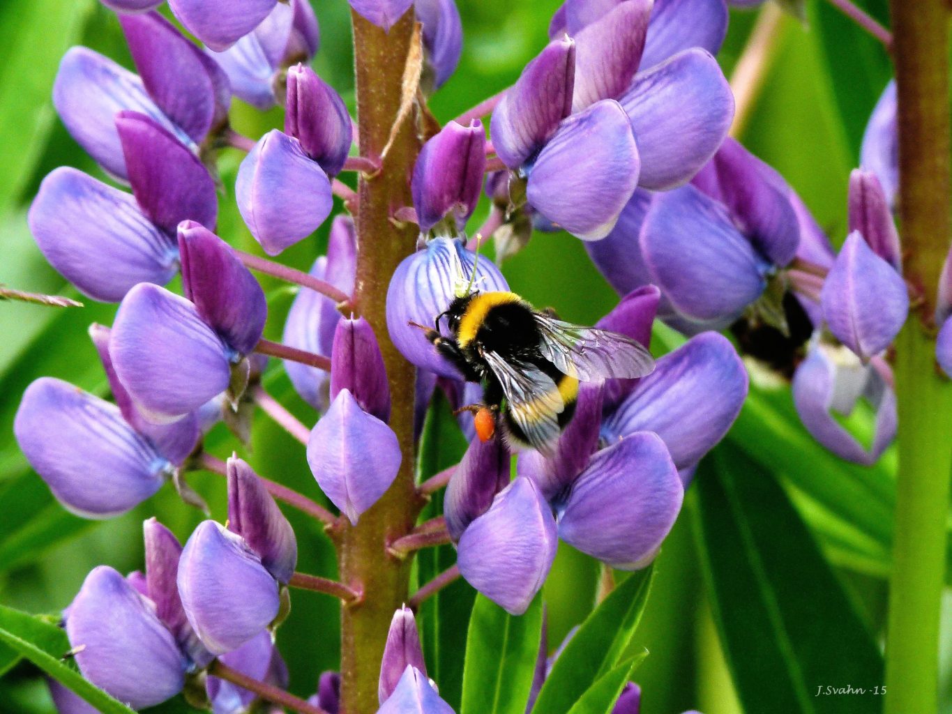 Valokuvaaja: Jaana Svahn