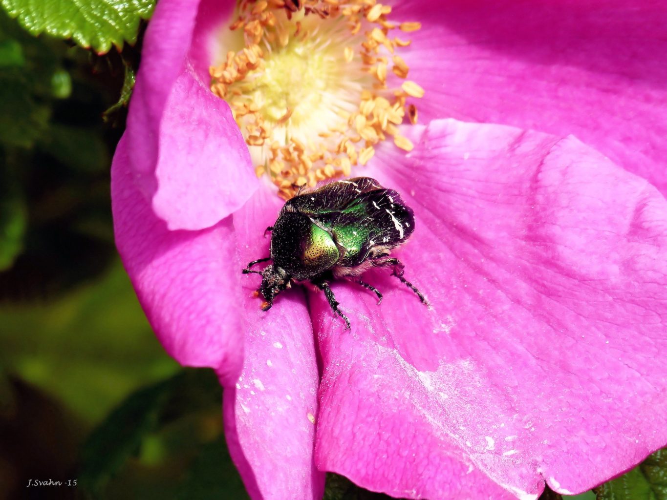 Valokuvaaja: Jaana Svahn