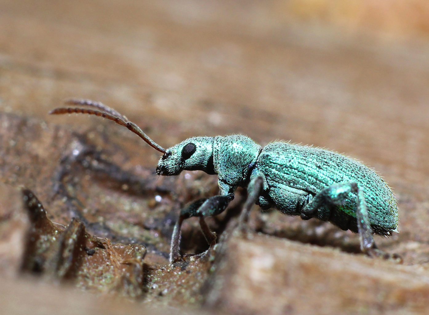 Valokuvaaja: Tarja Porkkala Valokuvaaja: Tarja Porkkala