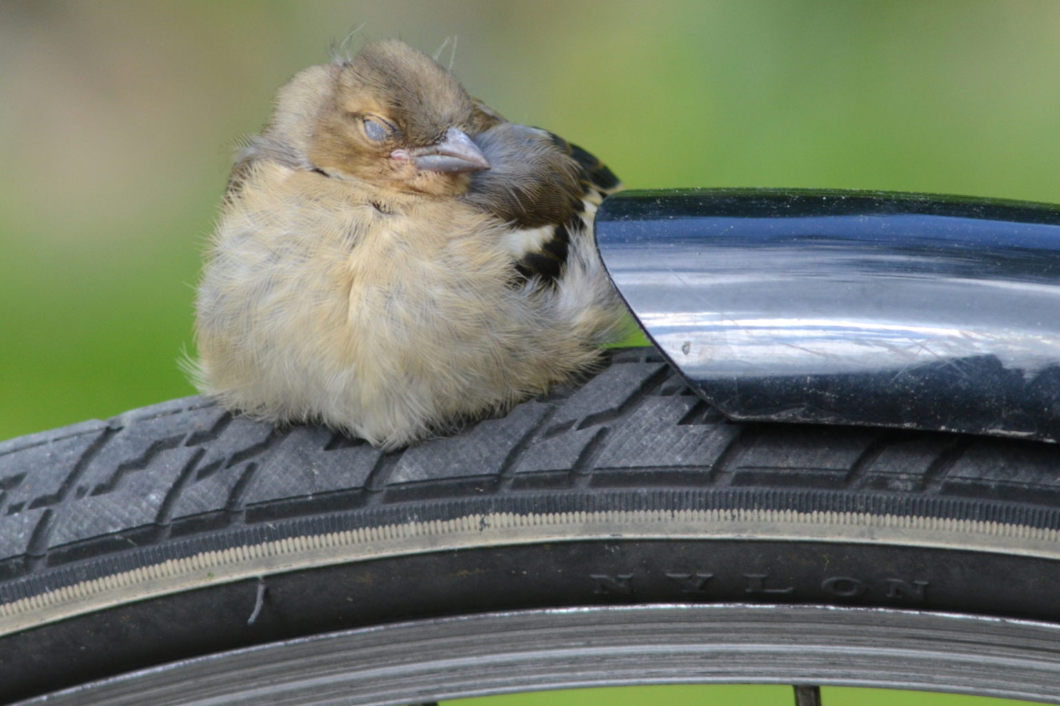 Valokuvaaja: Kalle Asikainen