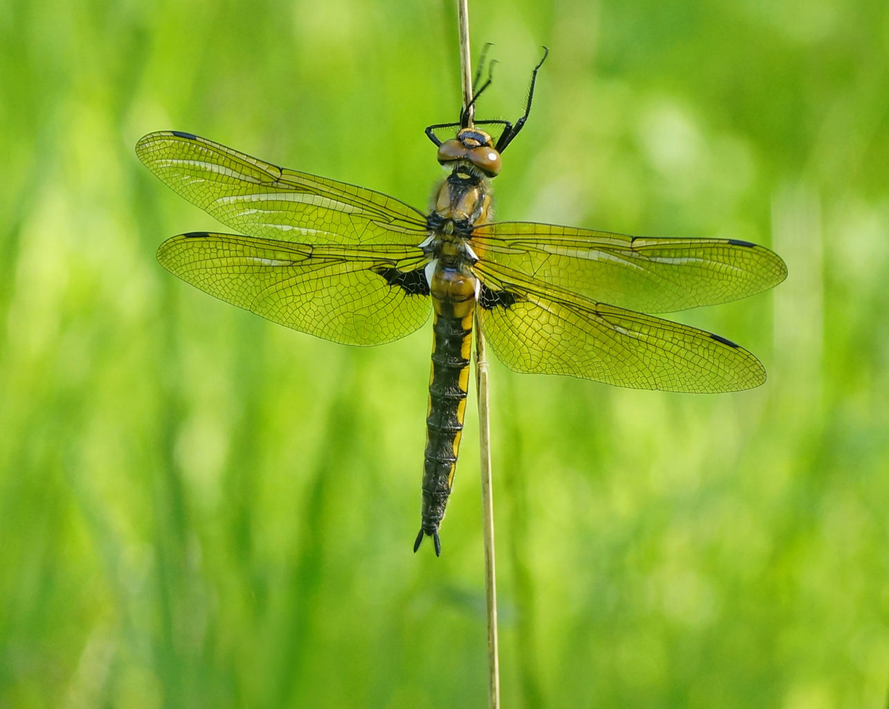 Valokuvaaja: Juhani Harkas