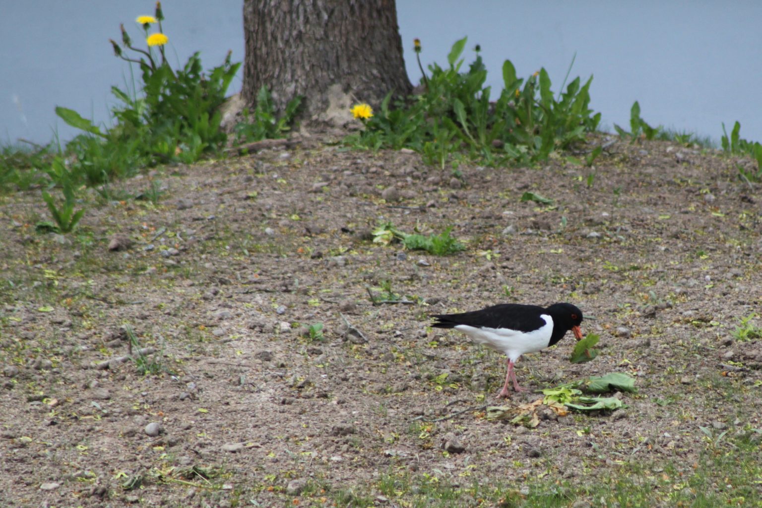 Valokuvaaja: Päivi Salonen