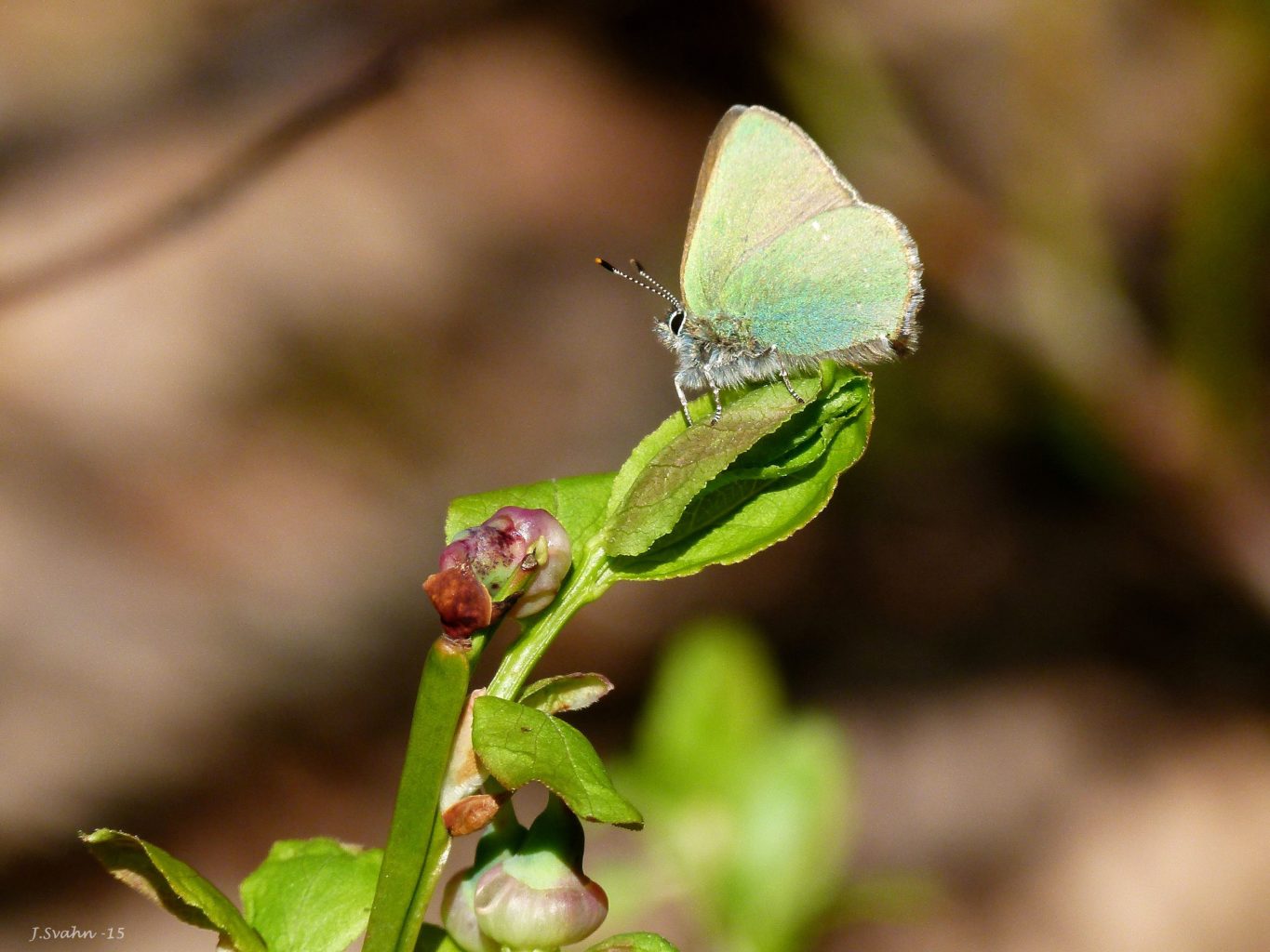 Valokuvaaja: Jaana Svahn